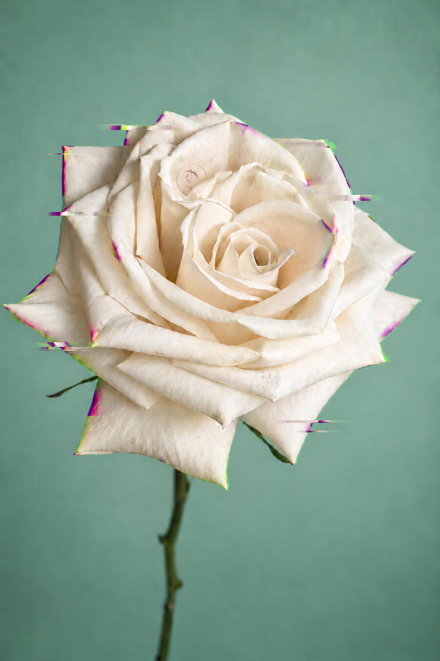White rose artwork on a green background.
